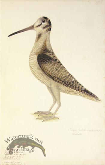206 Swedish Birds .  Scolopax Rusticola, Eurasian Woodcock